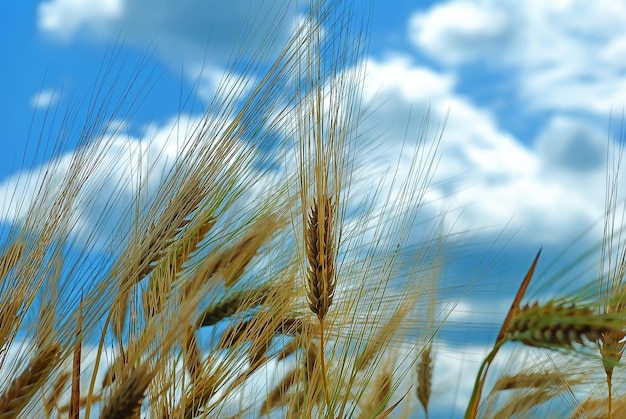 Campo di grano