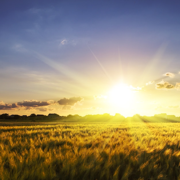 Campo di grano