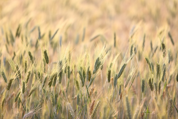 Campo di grano