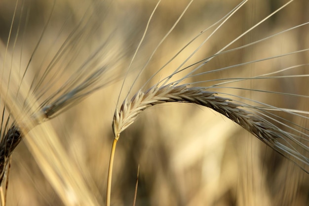 Campo di grano