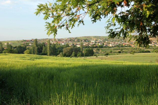 Campo di grano