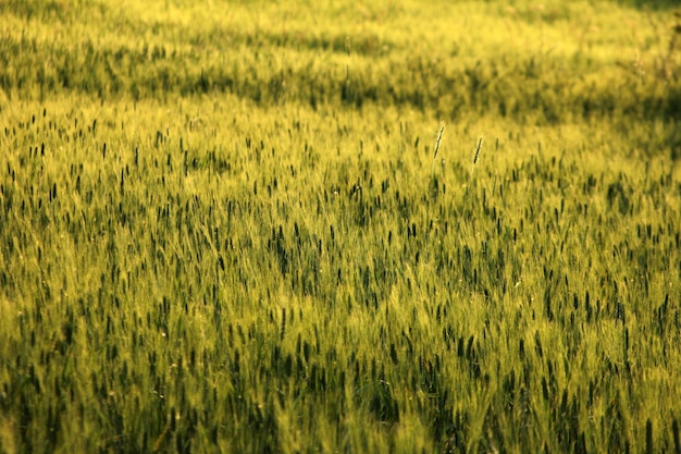 Campo di grano