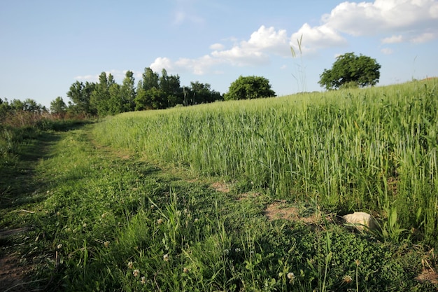 Campo di grano