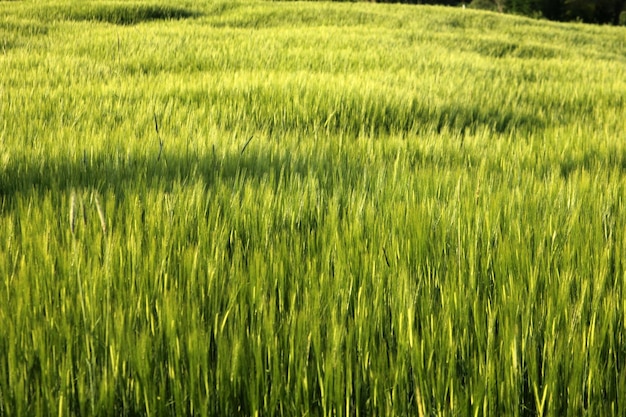 Campo di grano