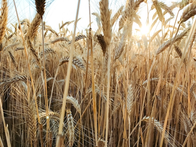 Campo di grano