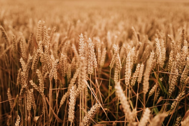 Campo di grano