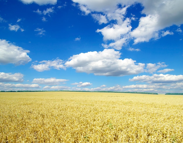 campo di grano