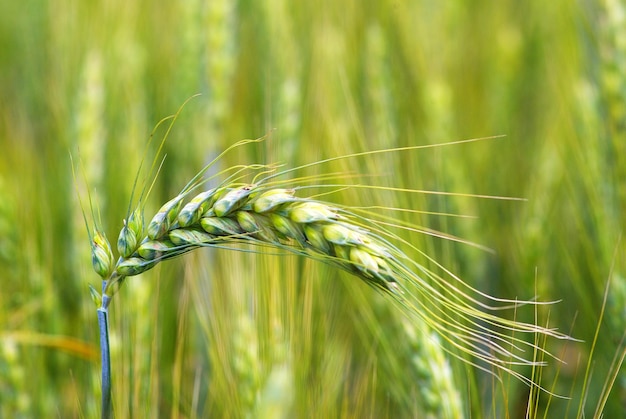 Campo di grano