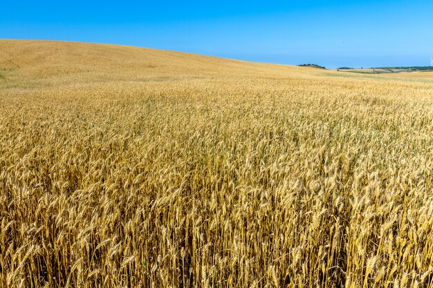 Campo di grano