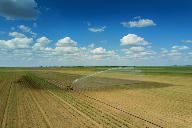 Campo di irrigazione dell'attrezzatura per l'irrigazione. Vista aerea. Irrigazione di giovani piante.