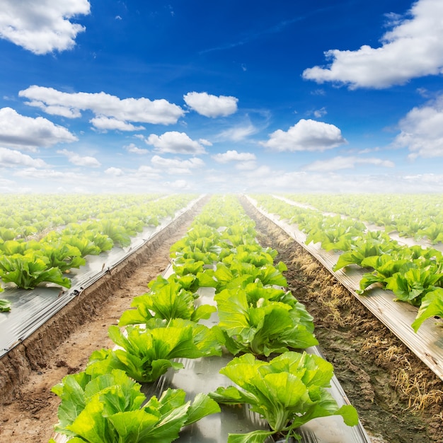 campo di lattuga e un cielo blu sull&#39;agricoltura del campo