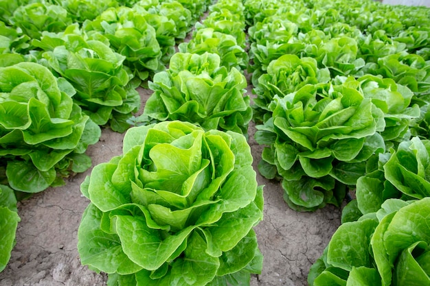 Campo di lattuga fresca verde, foto di concetto di agricoltura.