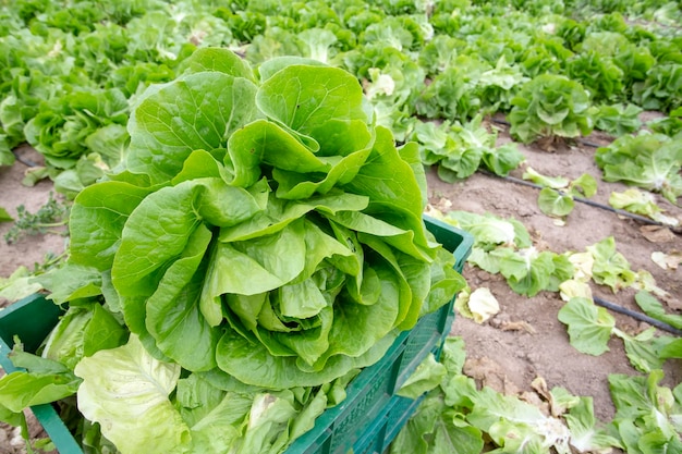 Campo di lattuga fresca verde, foto di concetto di agricoltura.