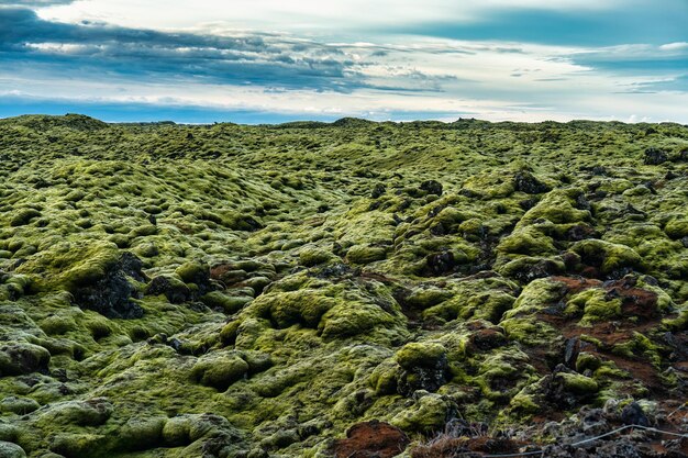 Campo di lava verde coperto di muschio nel sud dell'Islanda