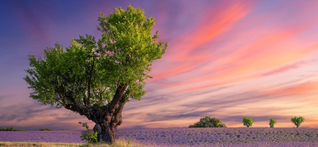 Campo di lavanda al tramonto vicino a Valensole