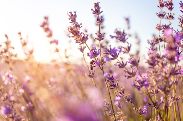 Campo di lavanda al tramonto