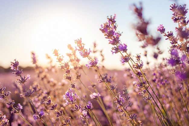 Campo di lavanda al tramonto