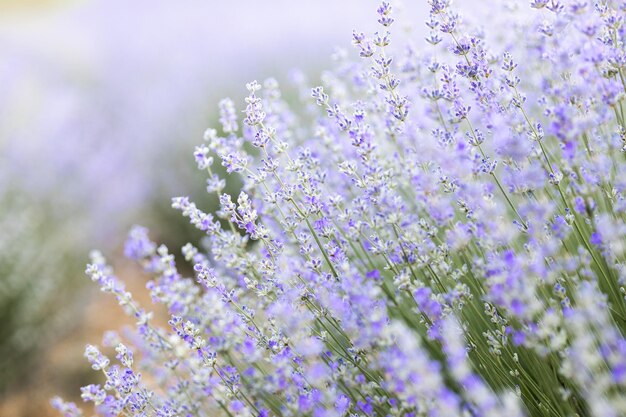 Campo di lavanda astratto viola con