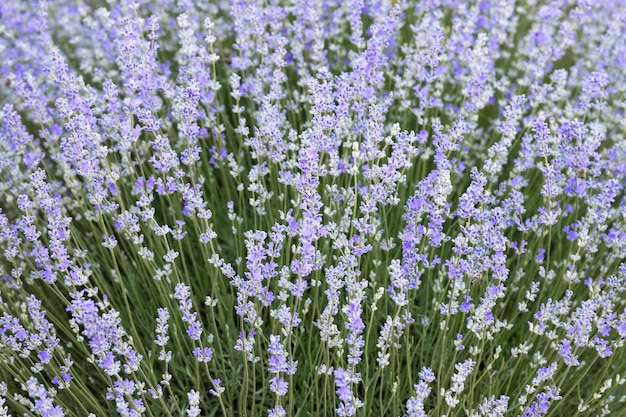 Campo di lavanda astratto viola con