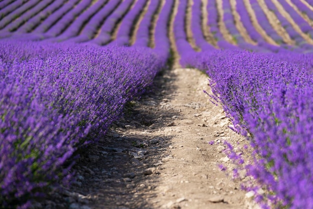 Campo di lavanda con cespugli ben curati e filari di lavanda. Messa a fuoco selettiva. Foto di alta qualità