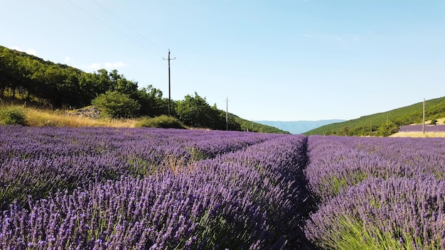 Campo di lavanda con cielo azzurro estivo