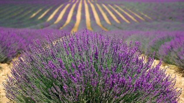 campo di lavanda con una casa sullo sfondo