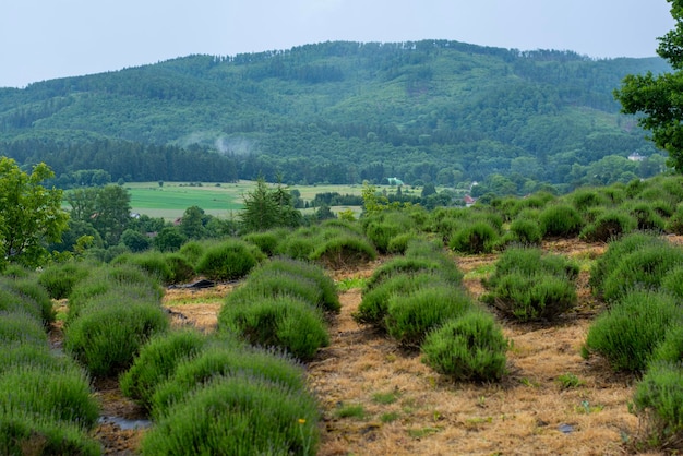 Campo di lavanda in estate Campo di lavanda con uno sfondo di Mt Campi di lavanda in Polonia Cespugli di lavanda da vicino