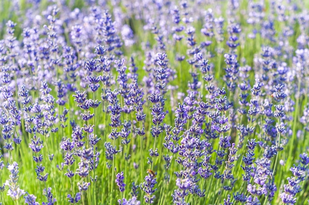 Campo di lavanda in estate, colori naturali