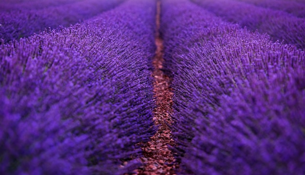 campo di lavanda in estate fiori aromatici viola vicino a valensole in provenza francia