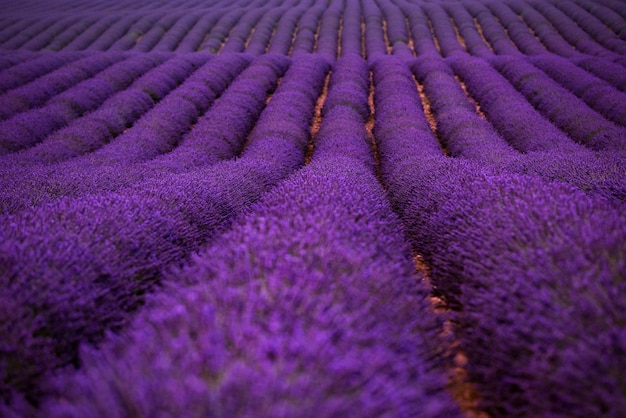 campo di lavanda in estate fiori aromatici viola vicino a valensole in provenza francia