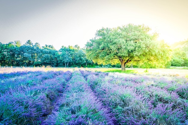 Campo di lavanda in estate