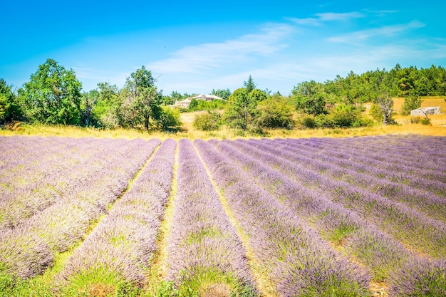 Campo di lavanda in estate