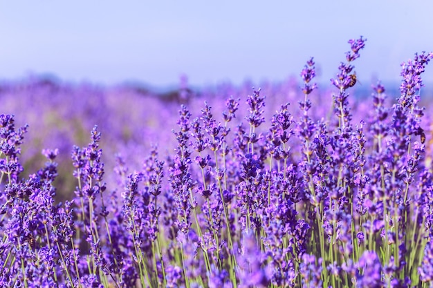 Campo di lavanda in estate