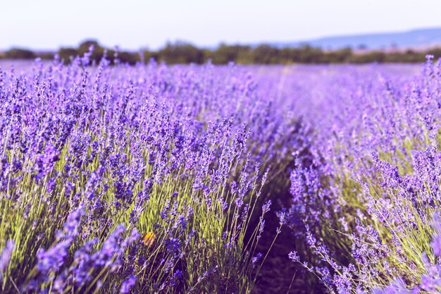 Campo di lavanda in estate