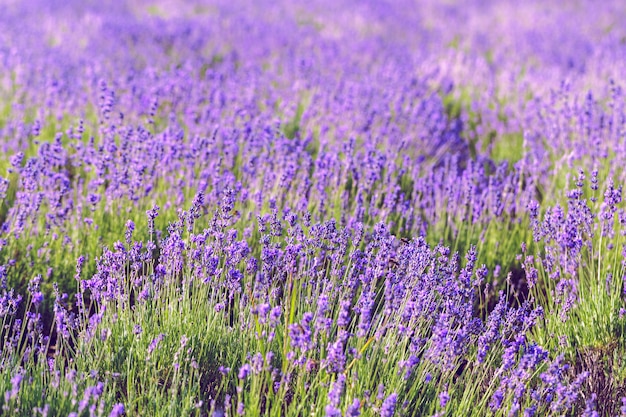 Campo di lavanda in estate