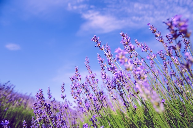 Campo di lavanda in estate