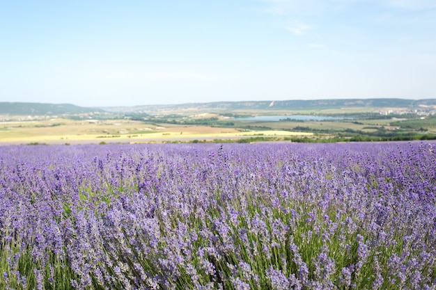 Campo di lavanda in estate