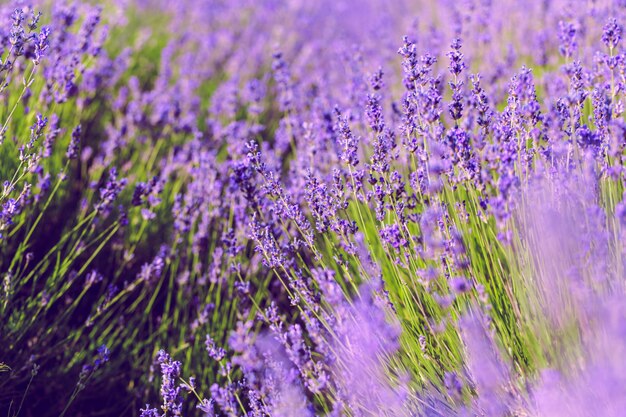 Campo di lavanda in estate