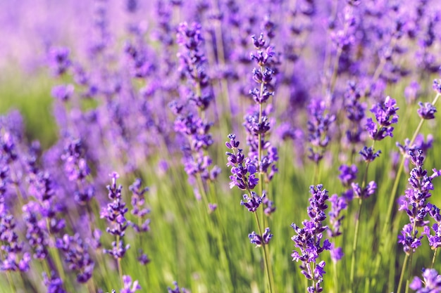 Campo di lavanda in estate