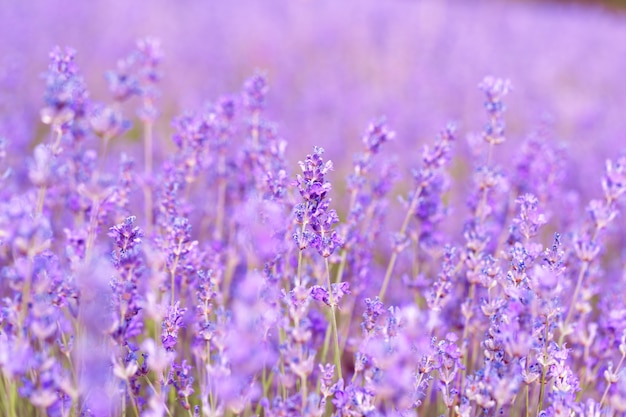 Campo di lavanda in estate