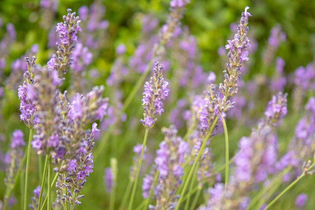 Campo di lavanda in fiore. Fiori estivi. Messa a fuoco selettiva natura