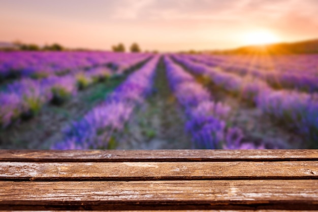 Campo di lavanda in fiore sotto i colori viola del tramonto estivo