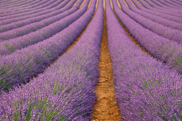 Campo di lavanda in fiore viola