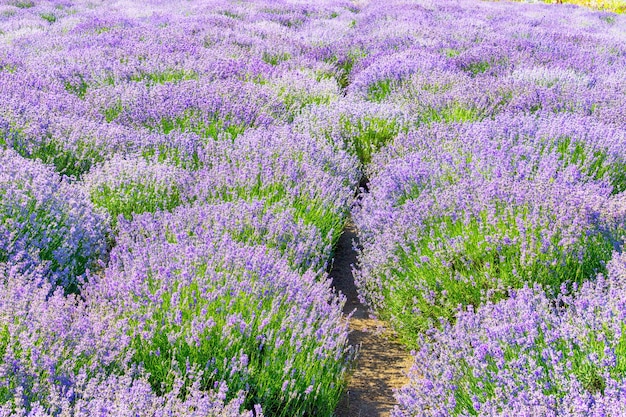 Campo di lavanda in fiore