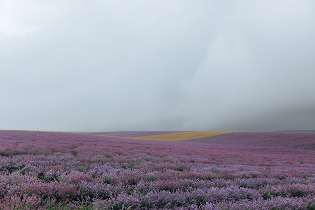 Campo di lavanda in tempo nuvoloso. Sfondo viola floreale