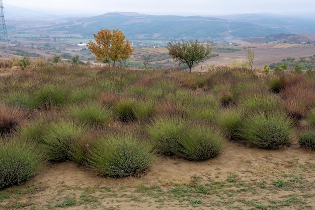 Campo di lavanda in vigna