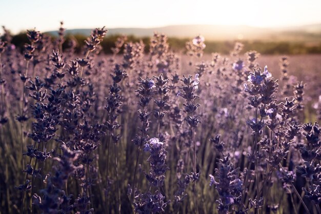 Campo di lavanda nell'ora del tramonto estivo