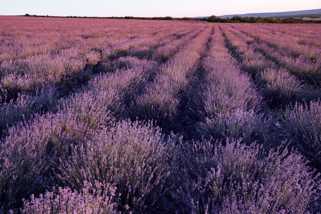 Campo di lavanda nell'ora del tramonto estivo