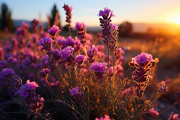 Campo di lavanda selvatica nel mezzo della fioritura IA generativa