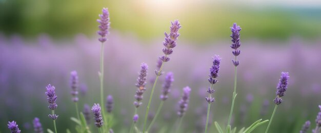 Campo di lavanda sullo sfondo del sole